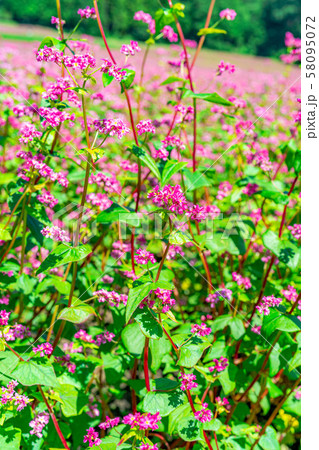 赤そばの花 【長野県】 赤そばの花 【長野県】 58095072