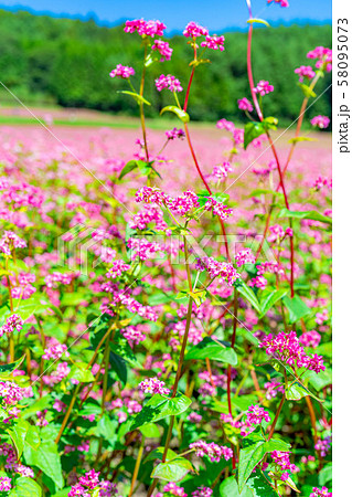 赤そばの花　【長野県】 58095073