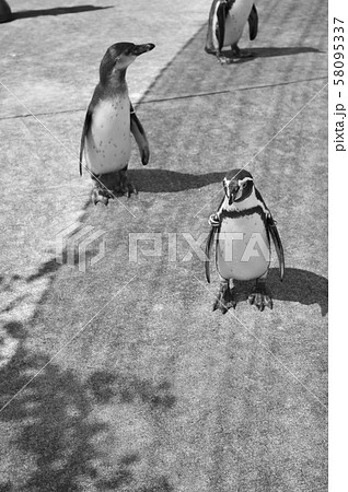 ペンギンウオーク お散歩ペンギン 得意顔 さわやかペンギンの写真素材