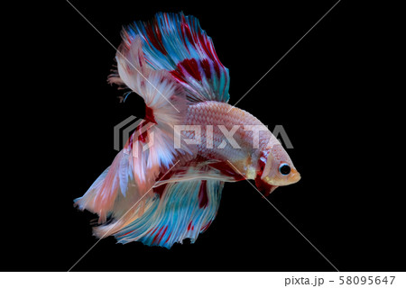 Colorful with main color of light pink, blue and red betta fish, Siamese fighting fish 58095647