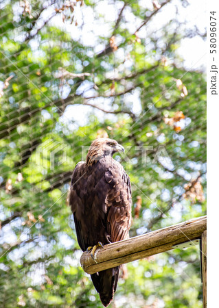 凛々しいイヌワシ 58096074