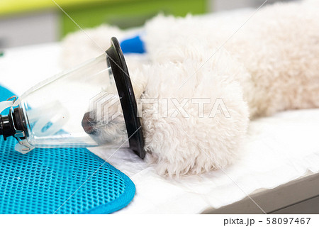 Preoxygenation in a sedated white poodle with a mask prior to intubation. Preoxygenation in a sedated white poodle with a mask prior to intubation. 58097467