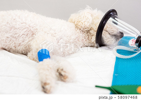 Preoxygenation in a sedated white poodle with a mask prior to intubation. 58097468