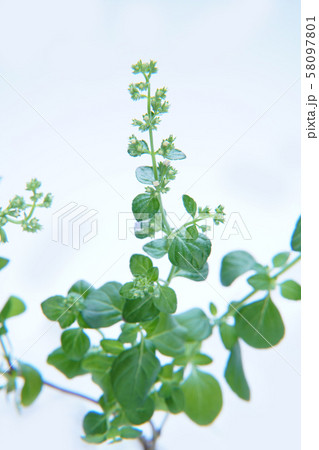 カラミンサ・ネペタ 58097801