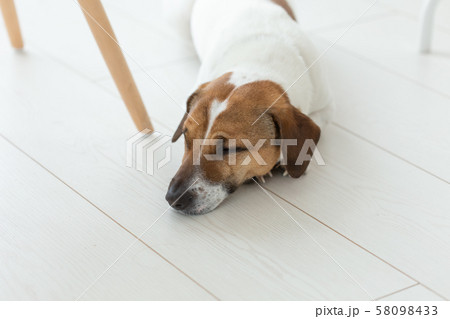 pet, dog concept - Sad Jack Russel dog lying under the chair pet, dog concept - Sad Jack Russel dog lying under the chair 58098433