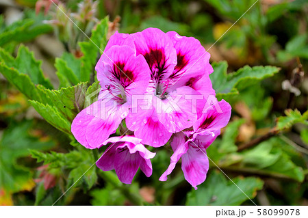 ピンクのゼラニウムアップ ゼラニューム Pelargonium の写真素材