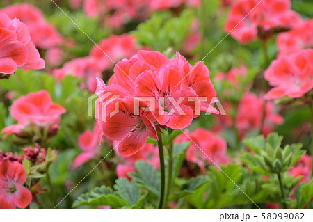 赤いゼラニウム（ゼラニューム・Pelargonium）	 58099082