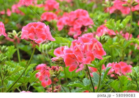 赤いゼラニウム（ゼラニューム・Pelargonium）	 58099083