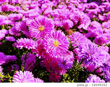 花の写真素材 [58099162] - PIXTA