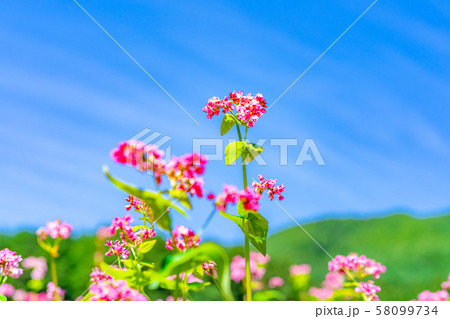赤そばの花　【長野県】 58099734