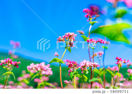 赤そばの花 【長野県】 赤そばの花 【長野県】 58099751