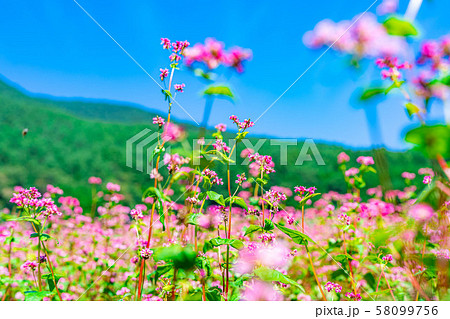 赤そばの花　【長野県】 58099756