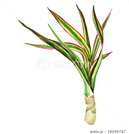 Dracaena marginata tricolor. Watercolor background illustration set. Isolated dracaena illustration 58099787