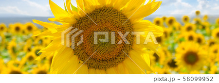 Sunflower flower against the blue sky. Wide photo. 58099952