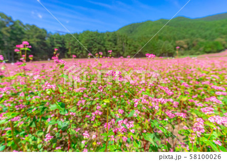 赤そばの花　【長野県】 58100026