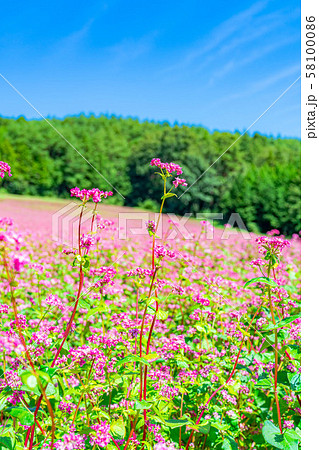 赤そばの花　【長野県】 58100086