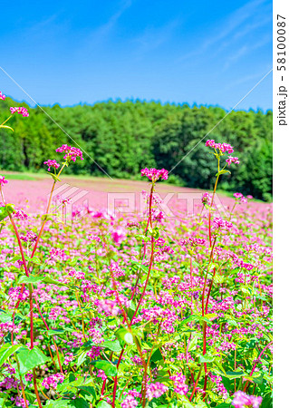 赤そばの花 【長野県】 赤そばの花 【長野県】 58100087