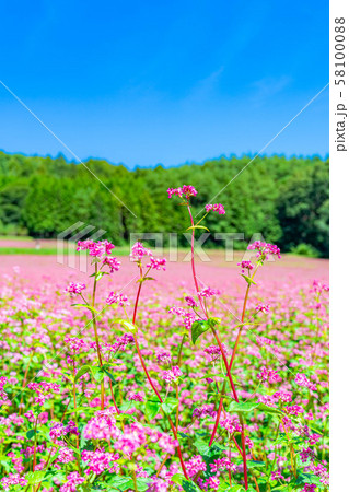 赤そばの花 【長野県】 赤そばの花 【長野県】 58100088