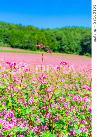 赤そばの花　【長野県】 58100101