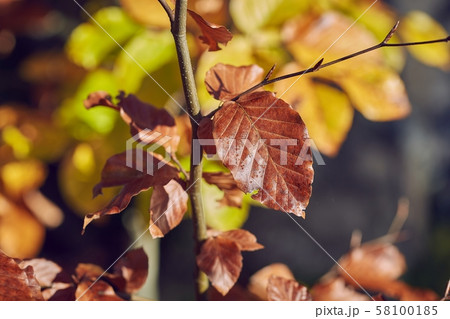 Autumn colors on leaves 58100185