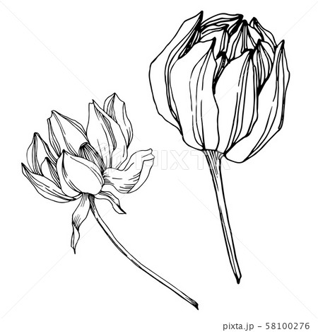Vector Lotus floral botanical flower. Black and white engraved ink art. Isolated lotus illustration Vector Lotus floral botanical flower. Black and white engraved ink art. Isolated lotus illustration 58100276