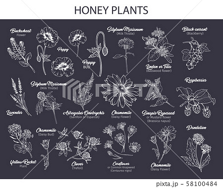 White Outline Honey plants black ink sketches set White Outline Honey plants black ink sketches set 58100484
