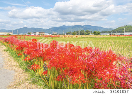 京都の彼岸花と田園風景 京都の彼岸花と田園風景 58101857