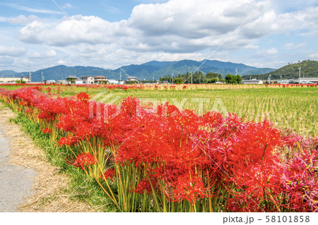 京都の彼岸花と田園風景 京都の彼岸花と田園風景 58101858