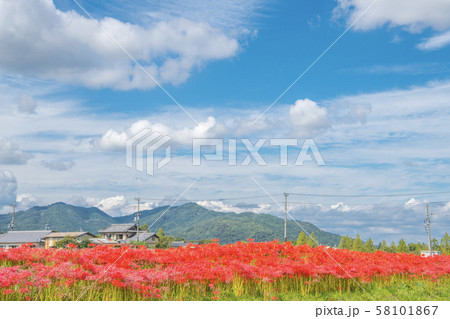 京都の彼岸花と田園風景 京都の彼岸花と田園風景 58101867