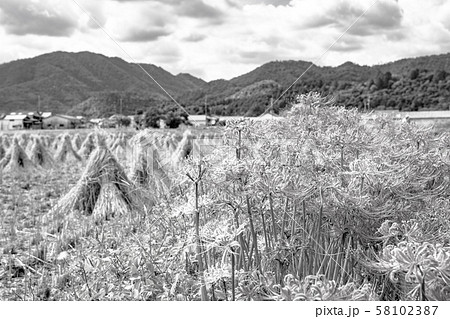 (セピア)京都の彼岸花と田園風景 (セピア)京都の彼岸花と田園風景 58102387