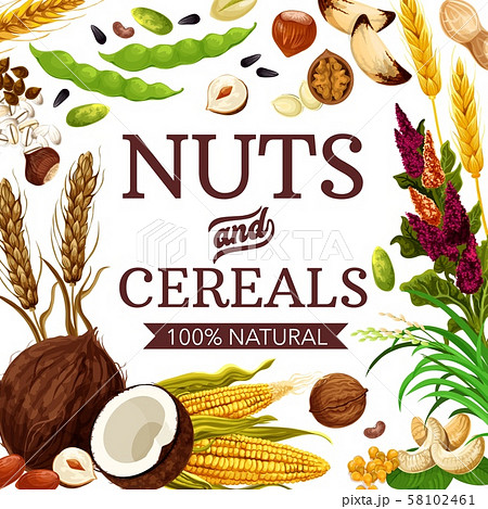 Natural nuts and cereals, vector Natural nuts and cereals, vector 58102461