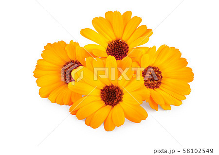 Calendula. Marigold flower isolated on white background 58102549