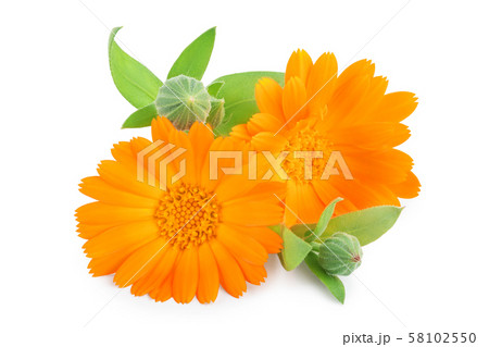 Calendula. Marigold flower isolated on white background Calendula. Marigold flower isolated on white background 58102550