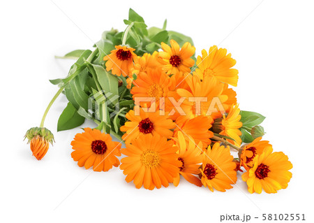 Bushes of orange Calendula flowers background . Isolated on white Bushes of orange Calendula flowers background . Isolated on white 58102551