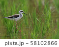 セイタカシギ 58102866