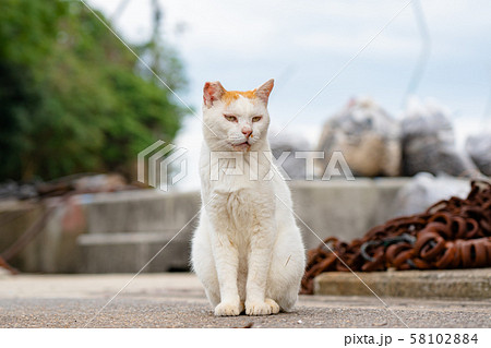 男木島 猫の写真素材 [58102884] - PIXTA