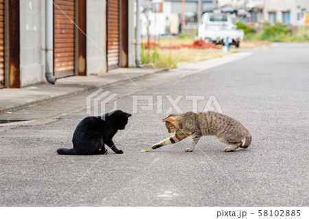 男木島 猫の写真素材 [58102885] - PIXTA