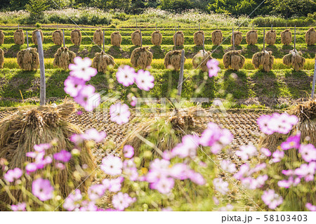 コスモスと刈り取った稲の並ぶ田園風景 58103403