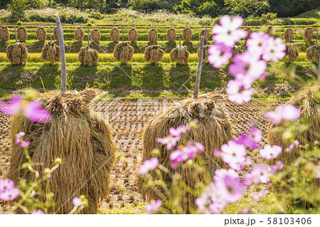 コスモスと刈り取った稲の並ぶ田園風景 58103406