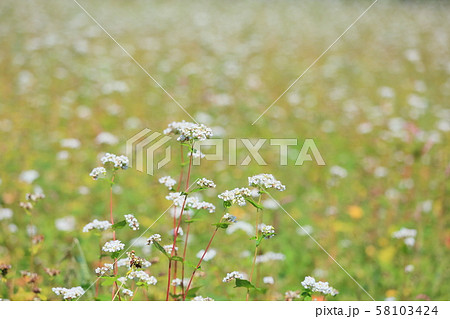 ソバの花 ソバの花 58103424