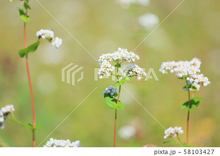 ソバの花 ソバの花 58103427