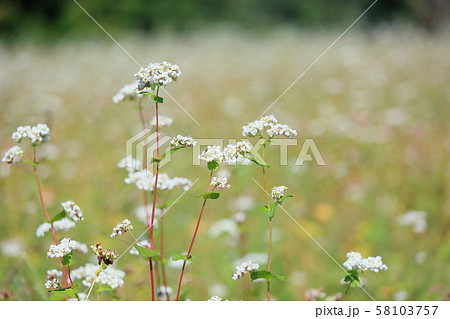 ソバの花 58103757