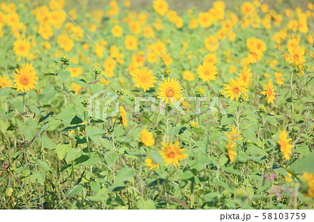 ヒマワリの花 58103759