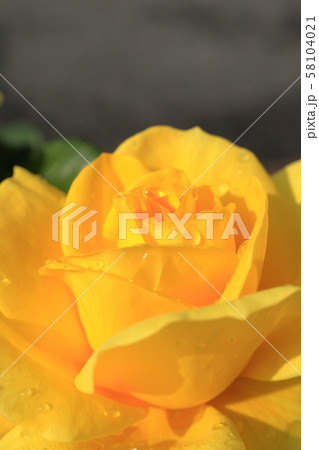 黄色い薔薇 58104021