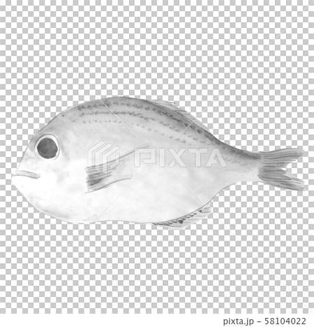 鯛 墨の手描きイラスト のイラスト素材