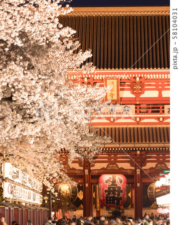 浅草寺と夜桜 58104031