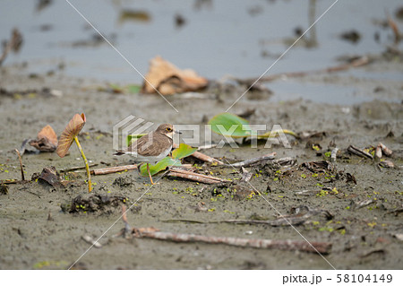 秋、ハス田の可愛いコチドリ 58104149