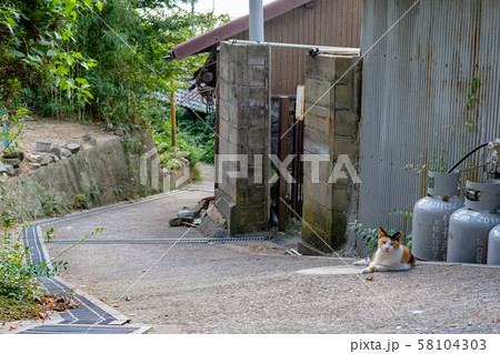 男木島　猫 58104303