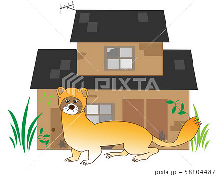 空き家に出没する野生の動物 58104487