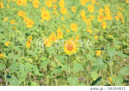 ヒマワリの花 58104832